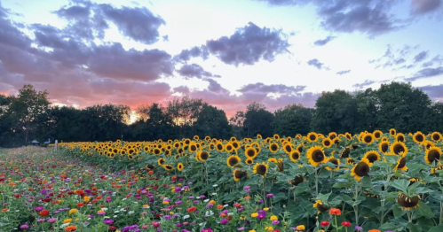 A vibrant field of sunflowers and colorful flowers under a sunset sky with scattered clouds.