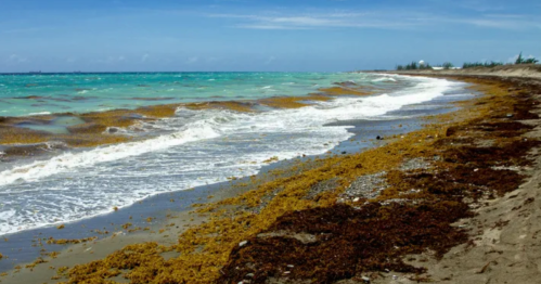 A beach with waves lapping at the shore, covered in seaweed and surrounded by turquoise water and a clear blue sky.