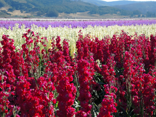 Vibrant fields of red, purple, and white flowers stretch across a landscape under a clear blue sky.