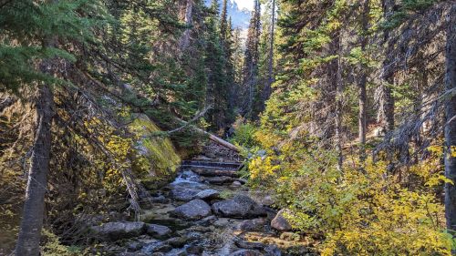 A serene forest scene with a flowing stream, surrounded by tall trees and colorful autumn foliage.
