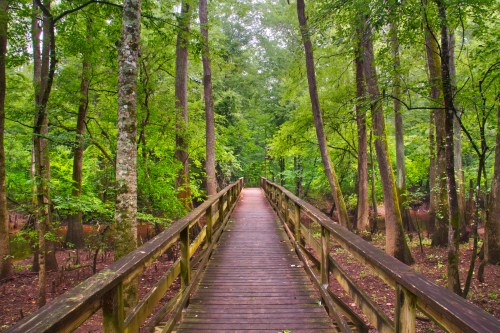 A wooden bridge leads through a lush, green forest with tall trees and a serene atmosphere.