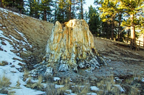 A large, weathered tree stump with colorful patterns, surrounded by grass and snow, set against a backdrop of pine trees.