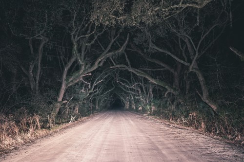 A dark, eerie dirt road surrounded by overhanging trees, creating a tunnel-like effect at night.