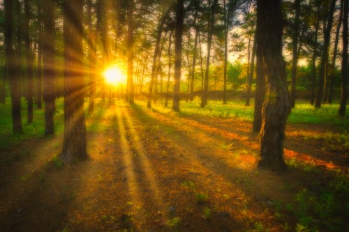 Sunlight streams through tall trees in a serene forest, casting rays on the lush green ground.