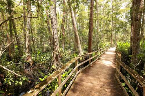 A wooden boardwalk winding through a lush, green forest with tall trees and dense vegetation on either side.