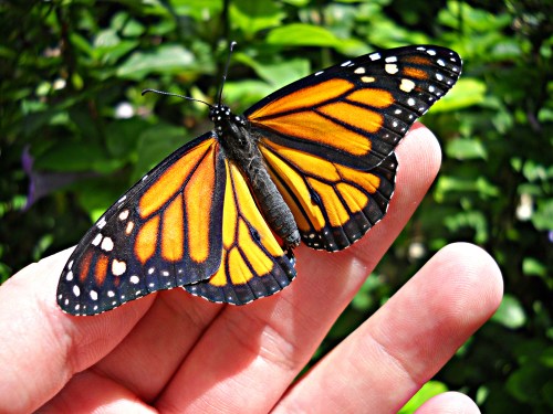 A vibrant orange and black monarch butterfly perched on a person's hand, surrounded by green foliage.