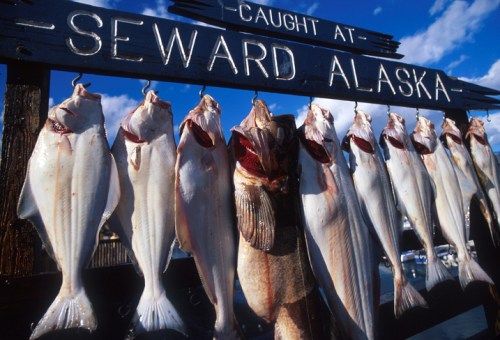 A display of freshly caught fish hanging on a sign that reads "Caught at Seward, Alaska" against a blue sky.