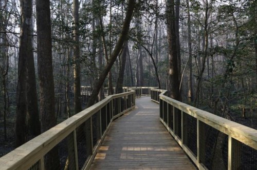 A wooden boardwalk winding through a dense, misty forest with tall trees on either side.