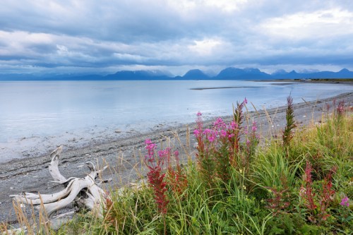 A serene coastal scene with pink wildflowers, driftwood, and mountains under a cloudy sky reflected in calm waters.