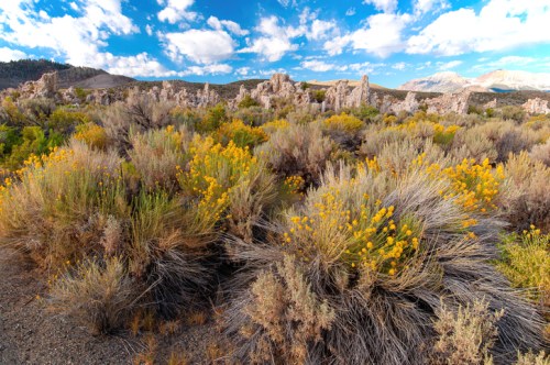 A vibrant landscape featuring yellow wildflowers among sagebrush, with rocky formations and a blue sky in the background.