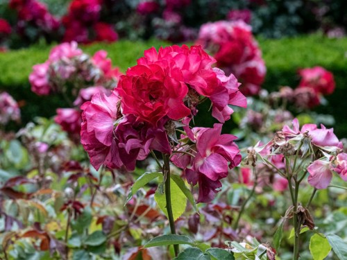 A close-up of vibrant pink roses in a garden, surrounded by lush greenery and blurred floral background.