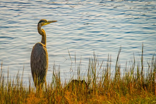 A heron stands gracefully by the water's edge, surrounded by tall grass and reflecting ripples in the background.