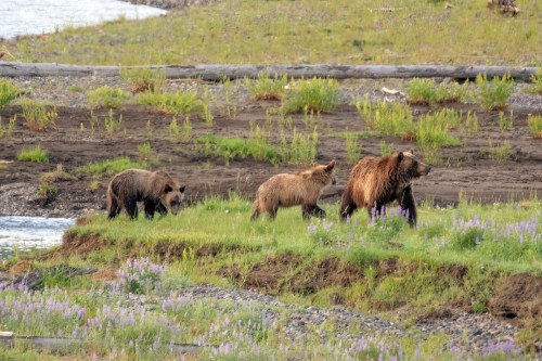 A family of three bears walking through a grassy area near a river, surrounded by wildflowers and logs.
