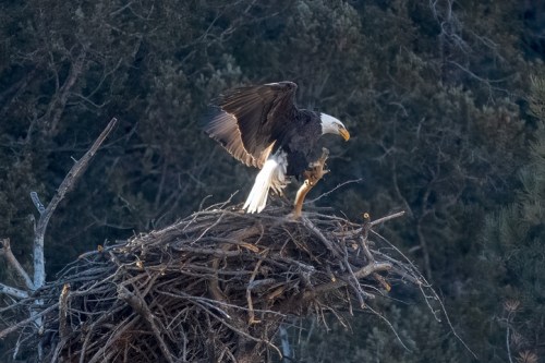 A bald eagle stands on its nest, wings partially spread, surrounded by trees in a natural setting.