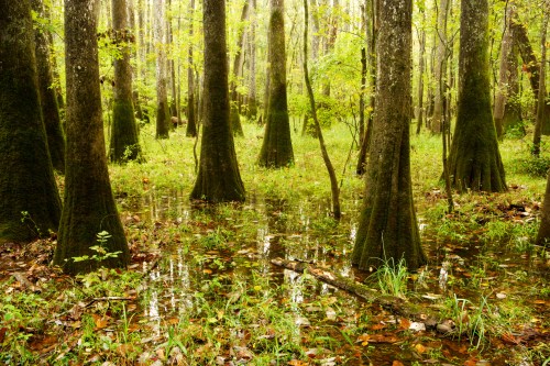 A serene forest scene with tall trees reflecting in a shallow, grassy wetland. Soft light filters through the leaves.