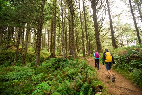 Two hikers walk along a forest trail surrounded by tall trees and lush greenery.