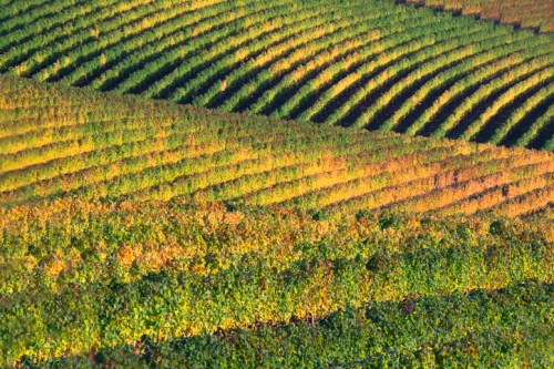 Aerial view of lush, green vineyard rows with varying shades of green and gold in a wavy pattern.