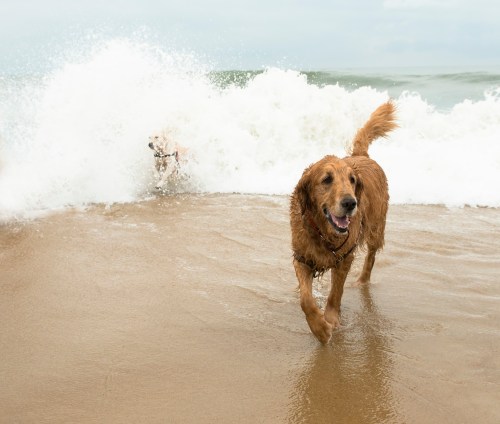 Two golden retrievers play in the ocean waves on a sandy beach, one running towards the camera, the other in the background.