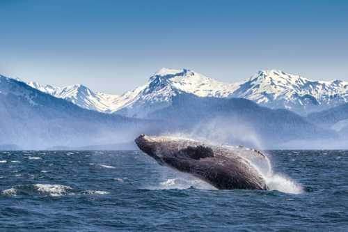 A humpback whale breaches the surface of the ocean with snow-capped mountains in the background.