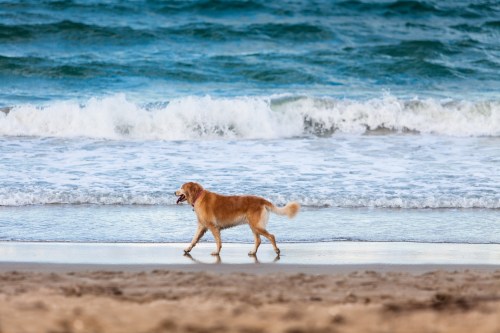 A golden retriever walks along the beach, near the water's edge with waves crashing in the background.