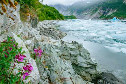 Vibrant pink flowers grow among rocky terrain by a glacial river, with icebergs floating in the water and mountains in the background.