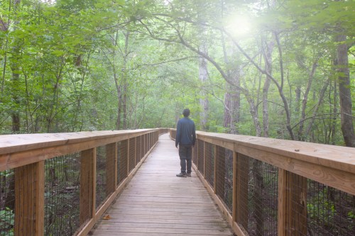 A person stands on a wooden boardwalk surrounded by lush green trees in a serene forest setting.
