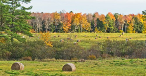 A scenic landscape featuring hay bales in a field, surrounded by trees with vibrant autumn foliage.