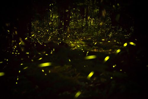 A dark forest illuminated by glowing fireflies, creating a magical, ethereal atmosphere.