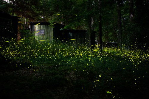 A serene forest scene illuminated by glowing fireflies, with rustic cabins nestled among the trees.