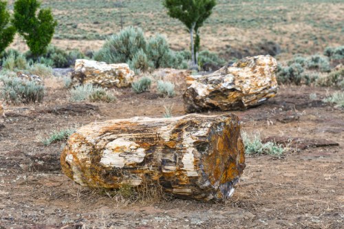 Petrified wood logs scattered on dry ground, surrounded by sparse vegetation and distant hills.