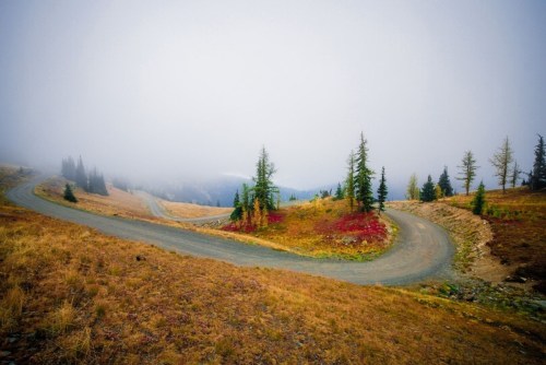 A winding road through a foggy landscape with patches of colorful foliage and evergreen trees.