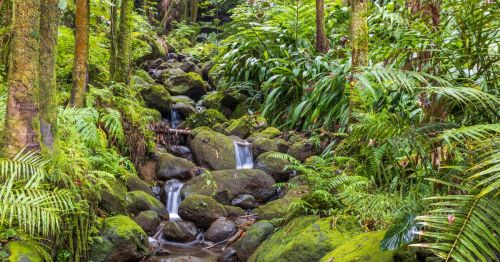A trickling waterfall next to lush greenery at the Hawaii Tropical Botanical Garden in Hilo, Hawaii