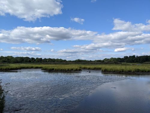 A serene wetland scene with a blue sky, fluffy clouds, and lush green grasses reflecting in the calm water.