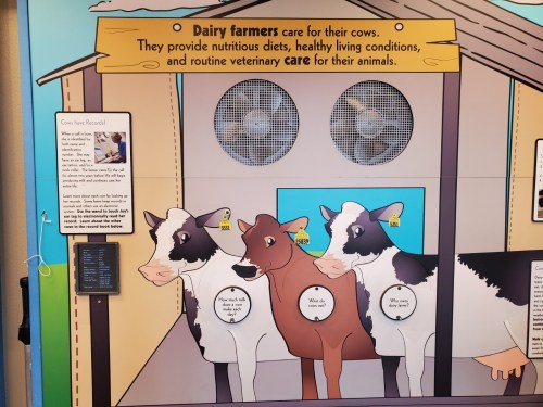 Illustration of dairy cows in a barn, highlighting care, nutrition, and veterinary practices for their well-being.