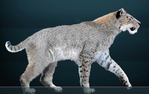 A realistic illustration of a prehistoric saber-toothed cat walking, showcasing its distinctive features and fur texture.