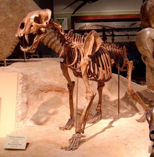 Fossilized skeleton of a prehistoric cat displayed in a museum setting.