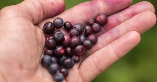 A close-up of freshly-picked huckleberries in the palm of a hand.