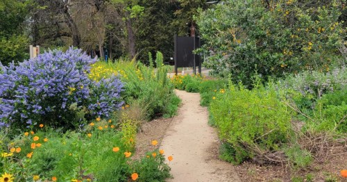 A narrow walkway leads visitors through plants and flowers of all kinds in the UC Davis Arboretum and Public Gardens.