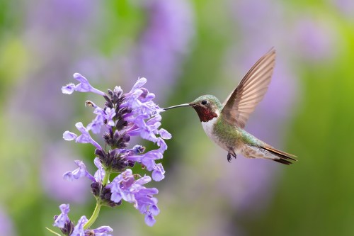 Hummingbird in natural habitat with blurred background
