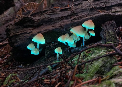 Bioluminescent mushrooms glow softly in a dark forest, surrounded by moss and fallen leaves.