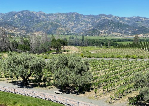 A scenic view of lush vineyards with mountains in the background under a clear blue sky.