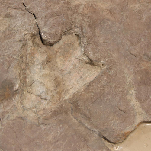 Fossilized footprint embedded in a rocky surface, showcasing natural textures and colors.