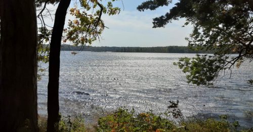 A serene lake view framed by trees, with sunlight reflecting on the water and a clear blue sky above.