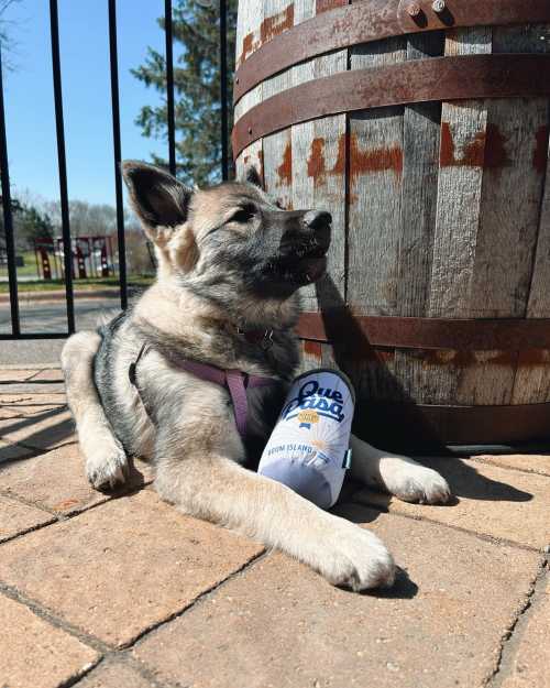 A dog relaxes beside a wooden barrel, resting its head on a can of beer, enjoying a sunny day outdoors.