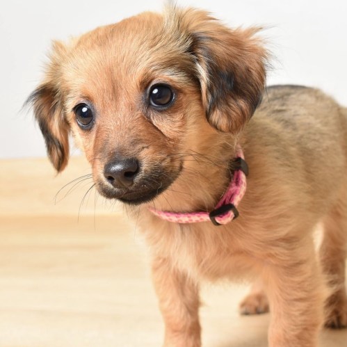 A small, fluffy puppy with big eyes and a pink collar, looking curiously at the camera.