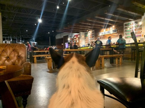 A dog sits in a bar, facing a lively crowd and wooden tables in a warm, inviting atmosphere.