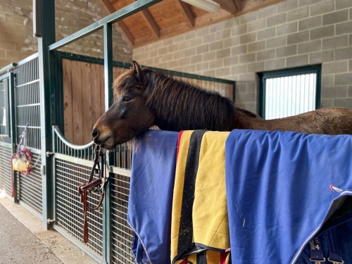 A brown horse resting its head on a stable railing, surrounded by colorful horse blankets.