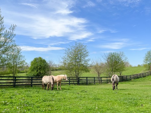 Two horses graze in a lush green field under a blue sky with scattered clouds and trees in the background.