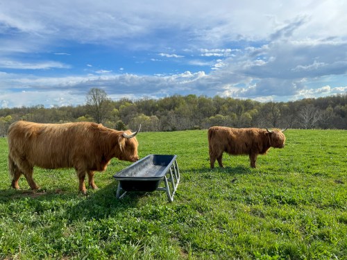 Two Highland cows stand in a green field beside a wheelbarrow under a blue sky with scattered clouds.