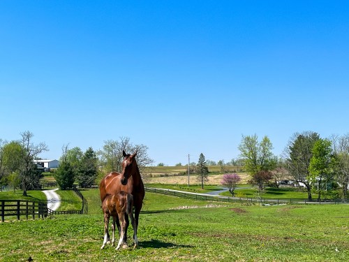A brown horse and its foal stand in a green field under a clear blue sky, with trees and a distant farm in the background.